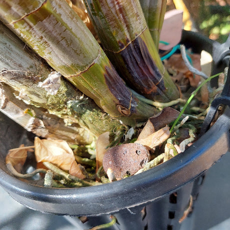 Dedrobium Speciosum