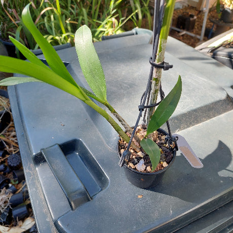 Dendrobium Annes Rainbow Surprise