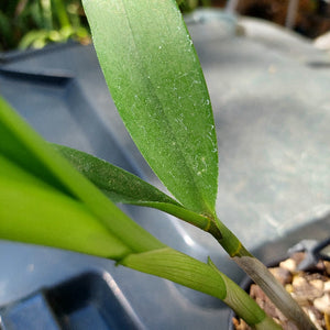 Dendrobium Annes Rainbow Surprise