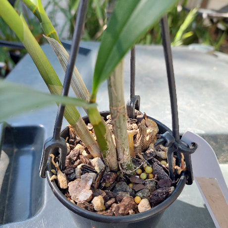 Dendrobium Annes Rainbow Surprise