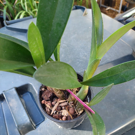 Dendrobium Brimbank Sand Storm Orchid 