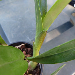 Dendrobium Brimbank Sand Storm Orchid 