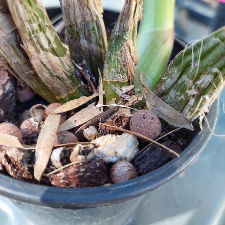 Dendrobium Brimbank Sand Storm Orchid 