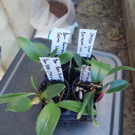 Dendrobium Seedling Orchid