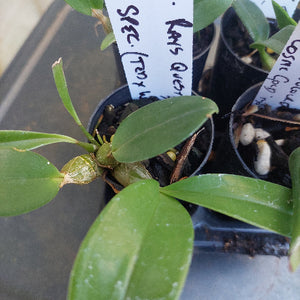 Dendrobium Seedling Orchid