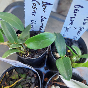 Dendrobium Seedling Orchid