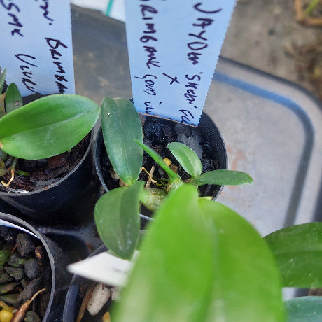 Dendrobium Seedling Orchid