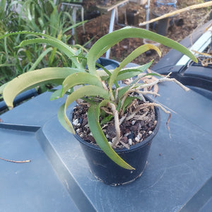 Sarcochilus Orchid
