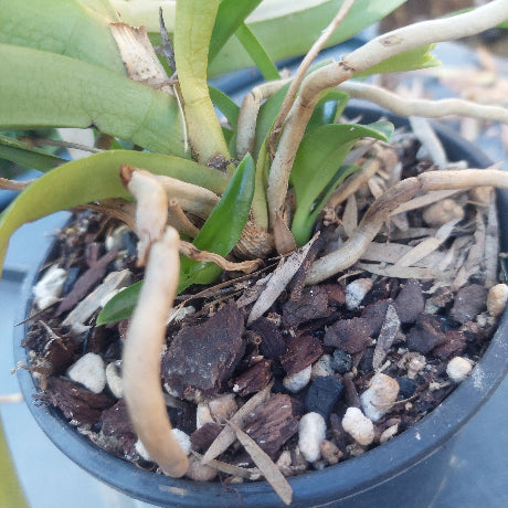 Sarcochilus Orchid
