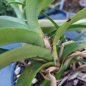 Sarcochilus Orchid