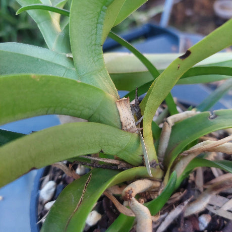 Sarcochilus Orchid