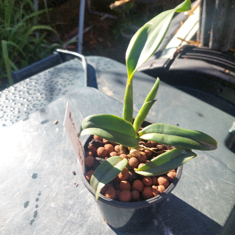 Cattleya Orchid
