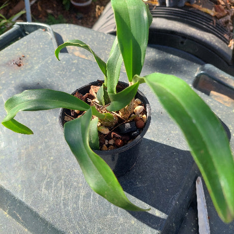 Small potted plant with green leaves on a metallic surface