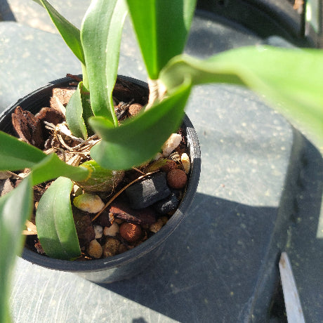 Close-up of a potted plant with green leaves and pebbles in the pot.