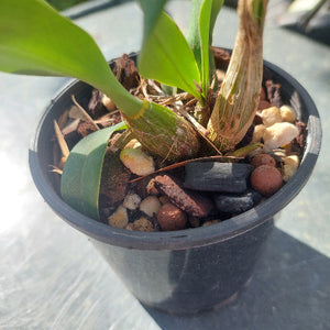 Close-up of a potted plant with decorative stones and pebbles.
