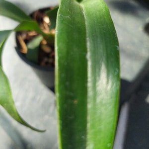 Close-up of a green leaf with a blurred background