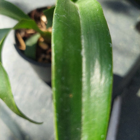 Close-up of a green leaf with a blurred background