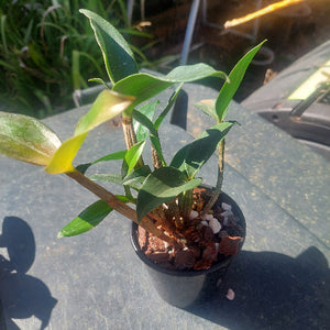 Dendrobium Orchid Seedling