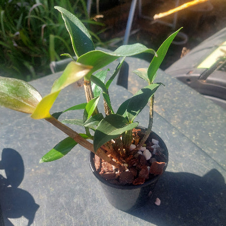 Dendrobium Orchid Seedling