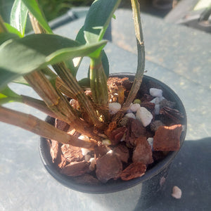 Dendrobium Orchid Seedling