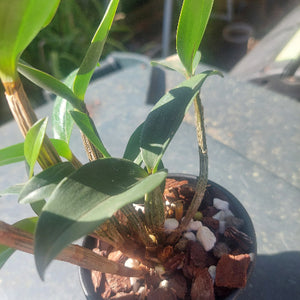 Dendrobium Orchid Seedling