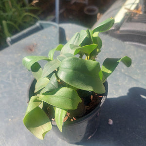 Dendrobium Orchid Seedling