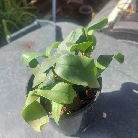 Dendrobium Orchid Seedling