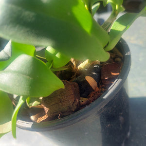 Dendrobium Orchid Seedling
