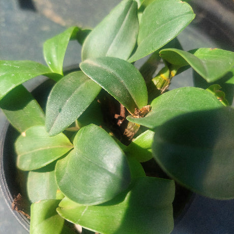 Dendrobium Orchid Seedling
