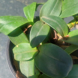 Dendrobium Orchid Seedling