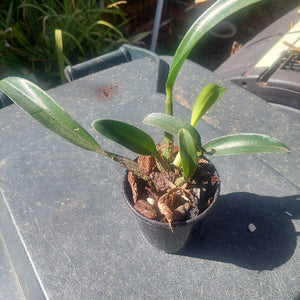 Dendrobium Jayden Sheen Orchid
