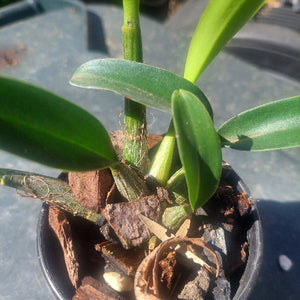 Dendrobium Jayden Sheen Orchid