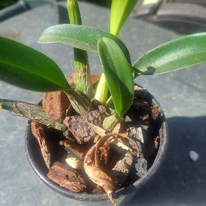 Dendrobium Jayden Sheen Orchid