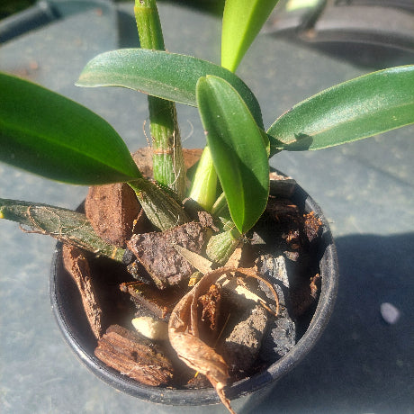 Dendrobium Jayden Sheen Orchid