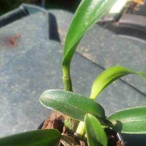 Dendrobium Jayden Sheen Orchid