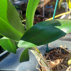 Dendrobium Australian Goldrush Orchid Division