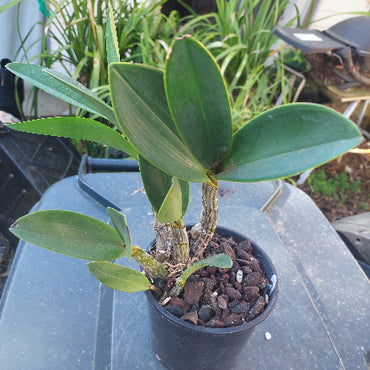 Speciosum