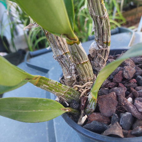 Speciosum
