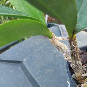 Speciosum