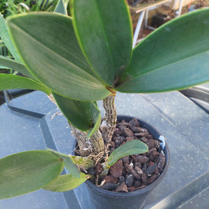 Speciosum