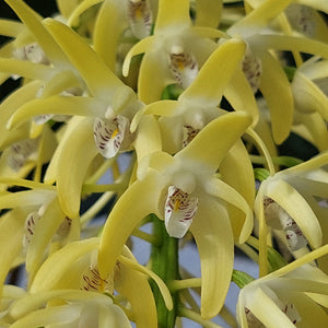 A close-up of a potted orchid plant with green leaves and exposed roots, growing in a black plastic nursery pot filled with bark and small stones.