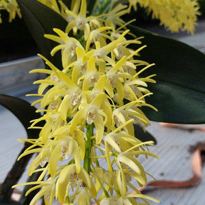 A close-up of a potted orchid plant with green leaves and exposed roots, growing in a black plastic nursery pot filled with bark and small stones.