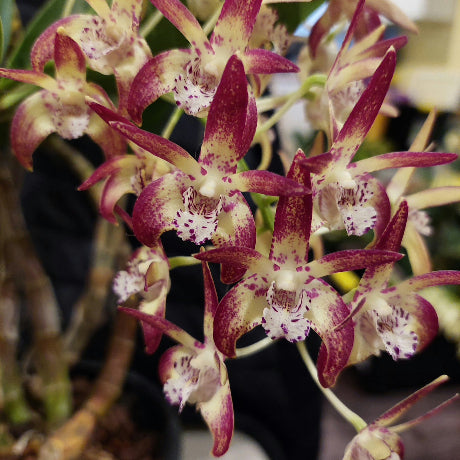 Close-up of a cluster of orchids with deep burgundy-purple petals and cream centers speckled with purple, shown in a natural outdoor setting with blurred greenery and dark background.