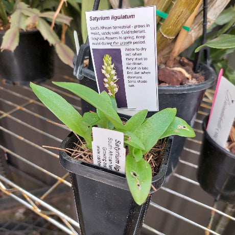 Terrestrial Orchid Seeding