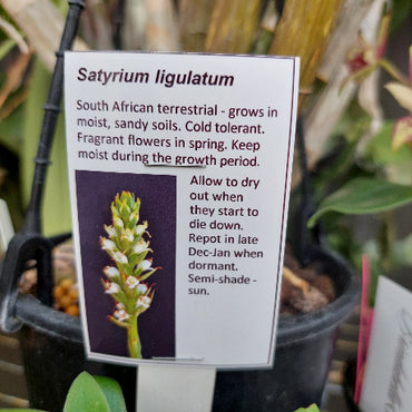 Terrestrial Orchid Seedling