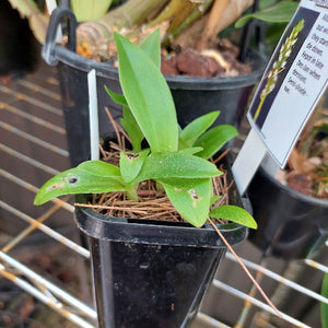 Terrestrial Orchid
