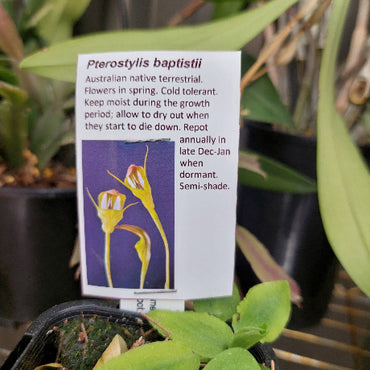 Pterostylis baptistii  Terrestrial Orchid