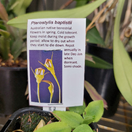 Pterostylis baptistii  Terrestrial Orchid