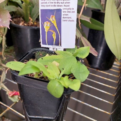 Pterostylis baptistii  Terrestrial Orchid