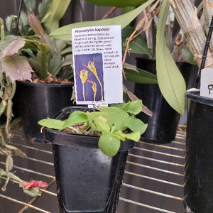 Pterostylis baptistii  Terrestrial Orchid
